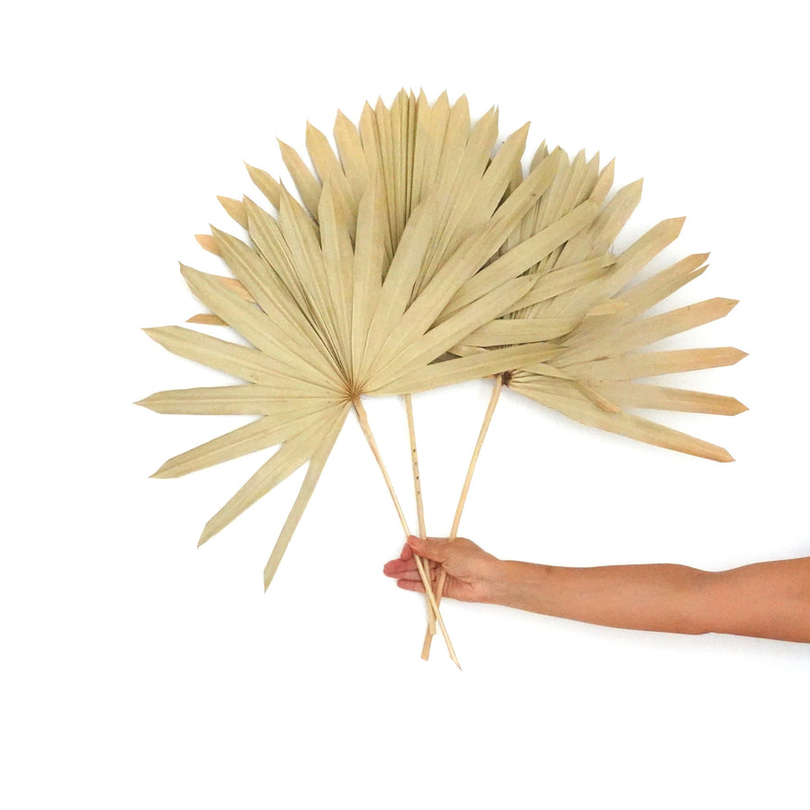 Dried Flowers -  Sun Palm