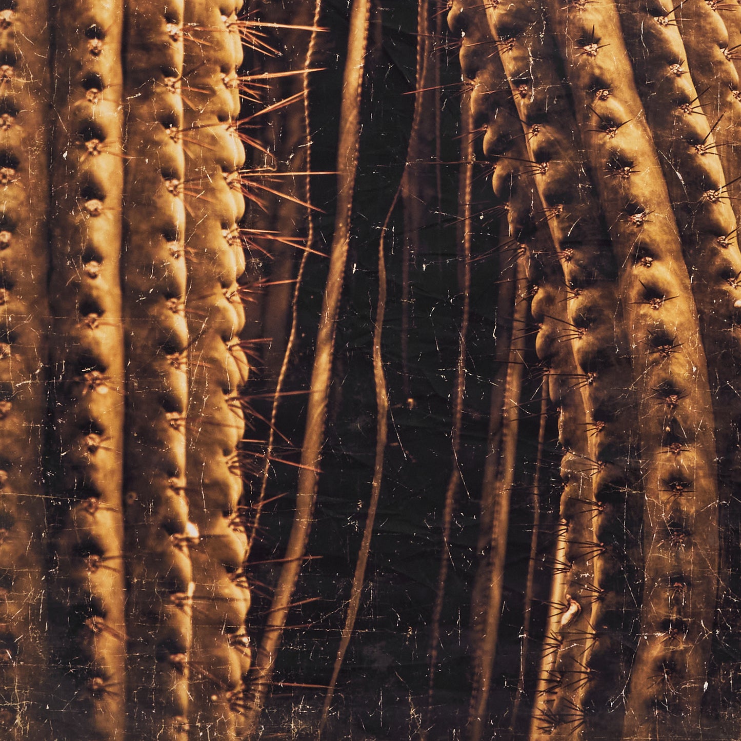 Luxe Banner Recycled Paper Print - Botanical Cactus