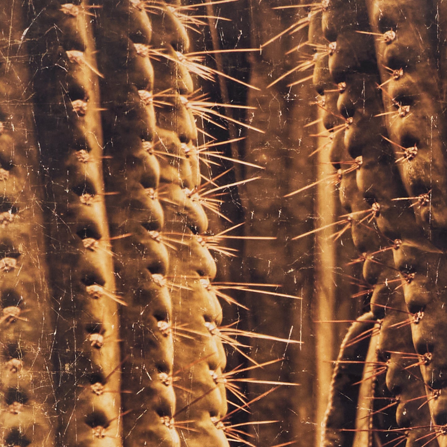 Luxe Banner Recycled Paper Print - Botanical Cactus