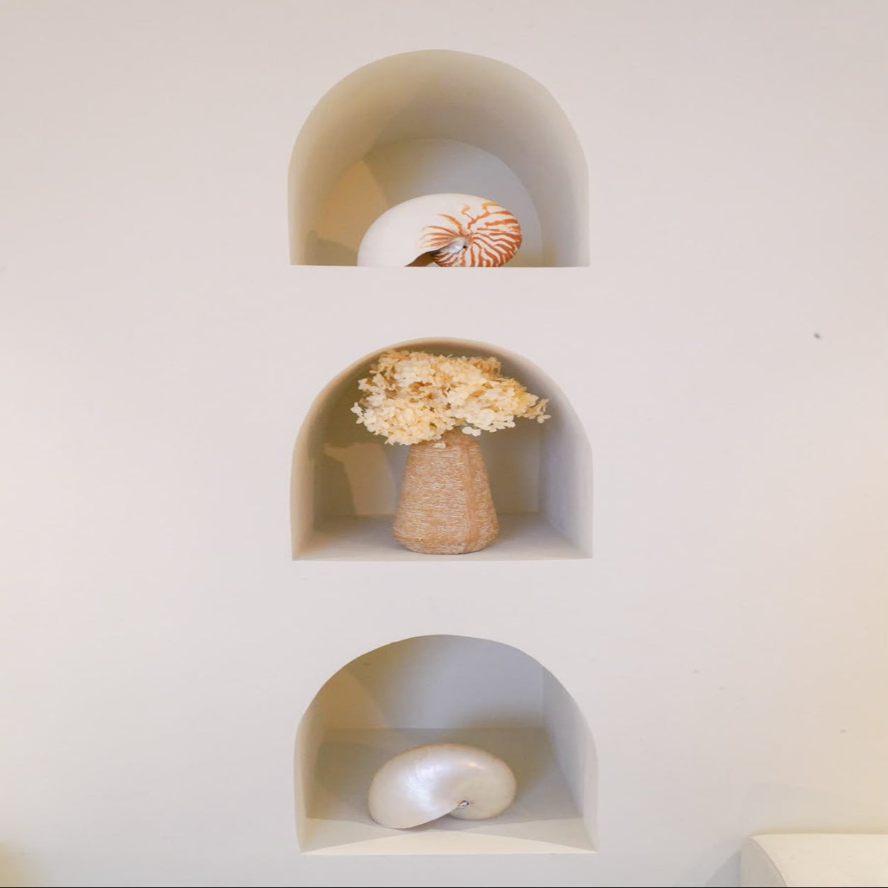 Natural Nautilus Shell - Coastal Decor