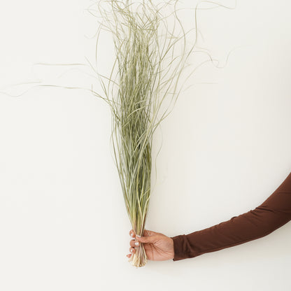 Infinity Collection - Beargrass - Natural