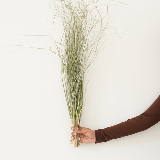 Infinity Collection - Beargrass - Natural