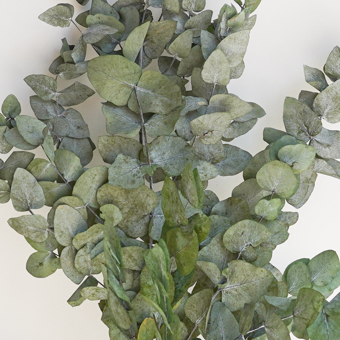 Infinity Flowers - Eucalyp Sage Green