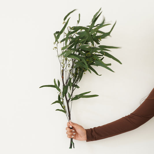 Infinity Collection -  Eucalyptus Exotica