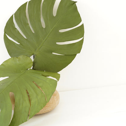 Infinity Collection -Monstera Leaves-Natural green