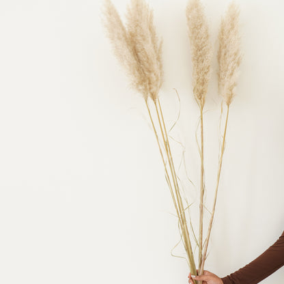Infinity Collection - Pampas Grass -Natural white