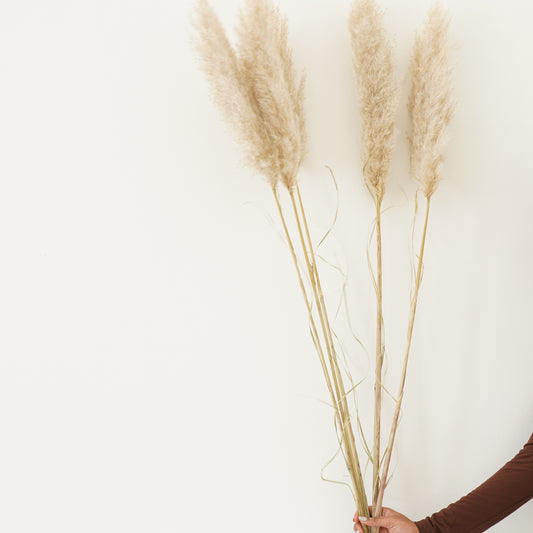 Infinity Collection - Pampas Grass -Natural white