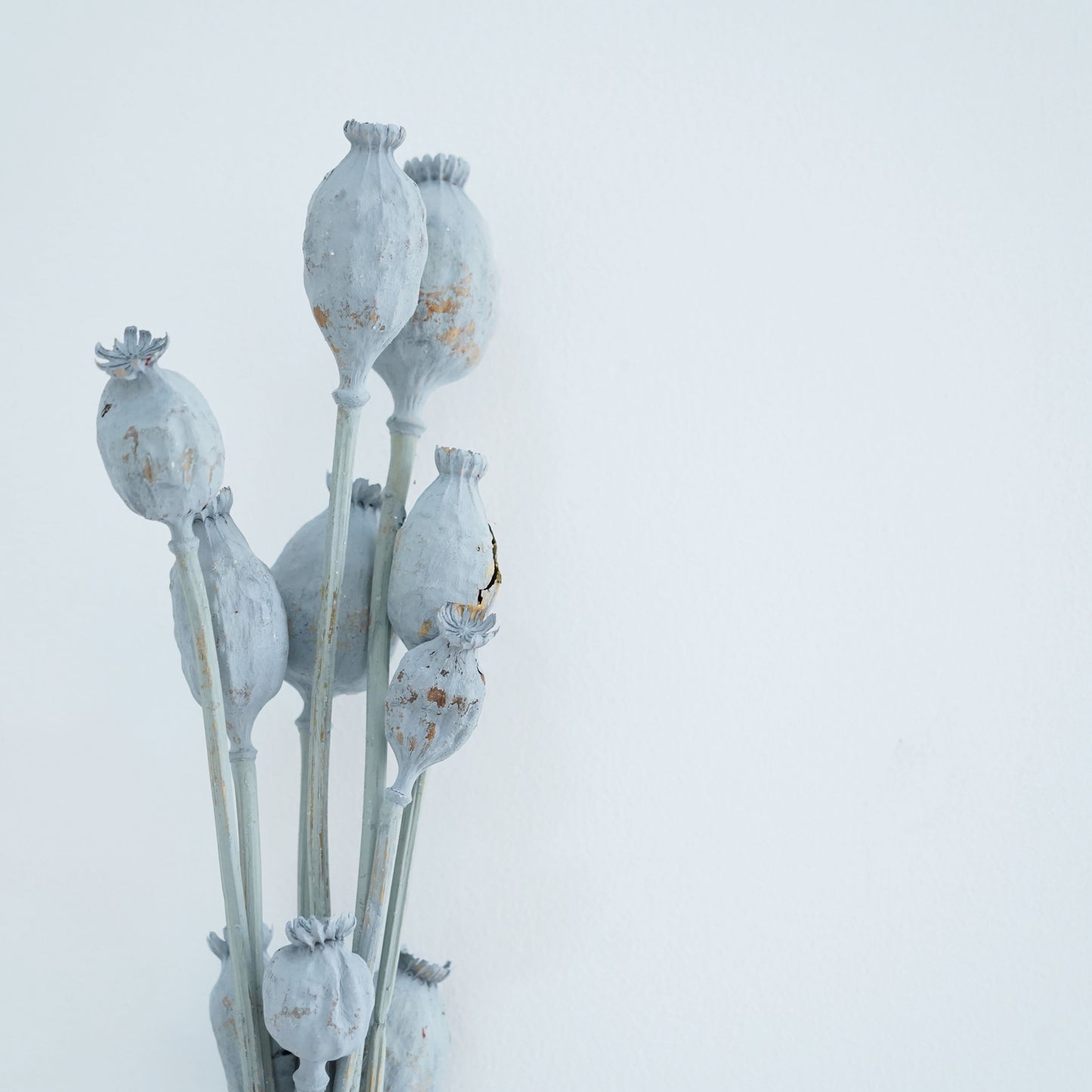 Dried Flowers - Papaver Grey