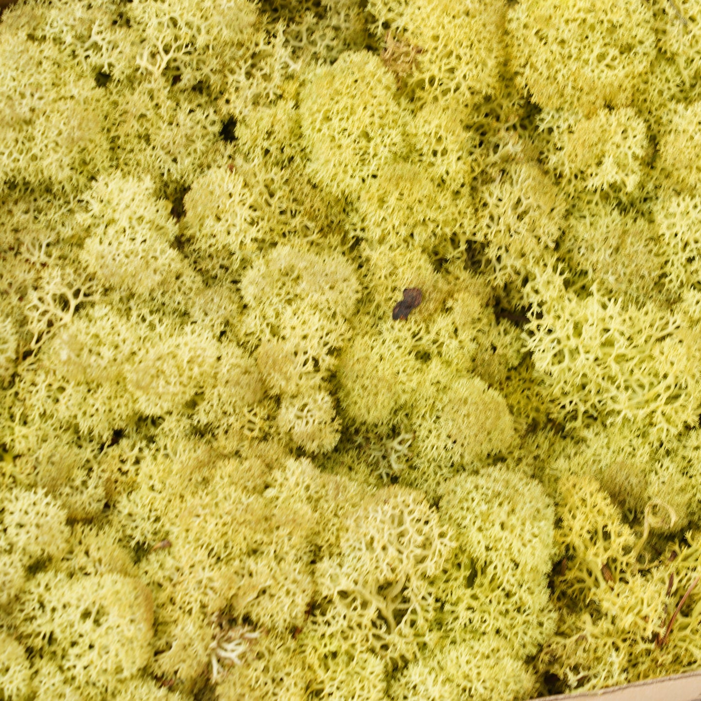 Infinity Collection -Reindeer Moss-Old Green