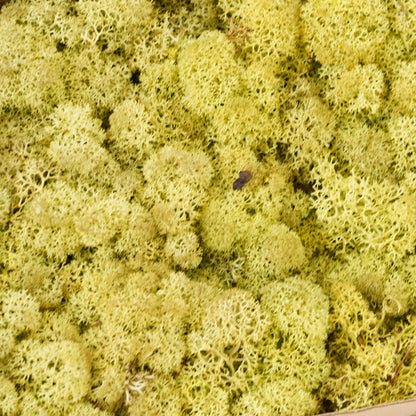Infinity Collection -Reindeer Moss-Old Green