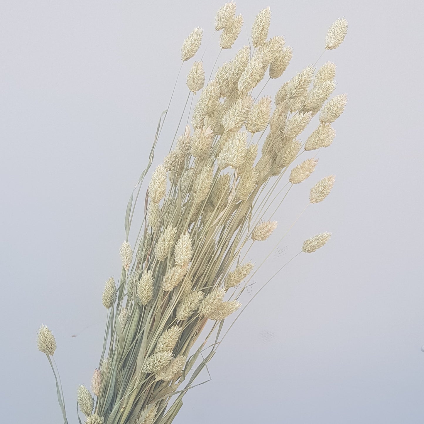 Dried Flowers - Phalaris Natural / زهور