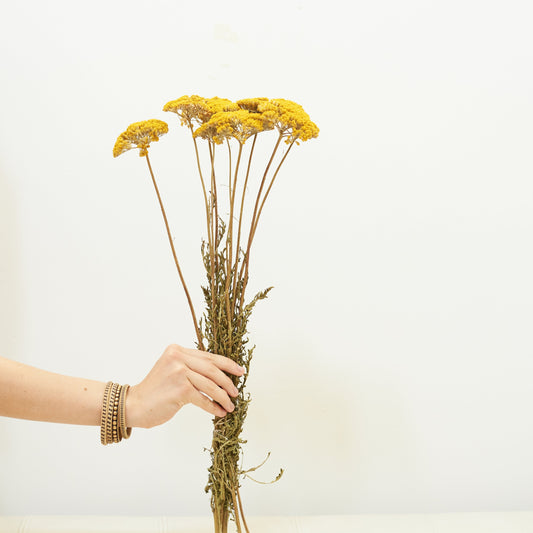 Dried Flowers - Achillea Parker, Yellow