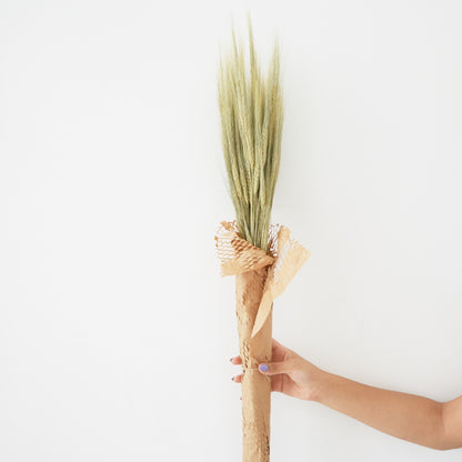 Dried Flowers - Barley