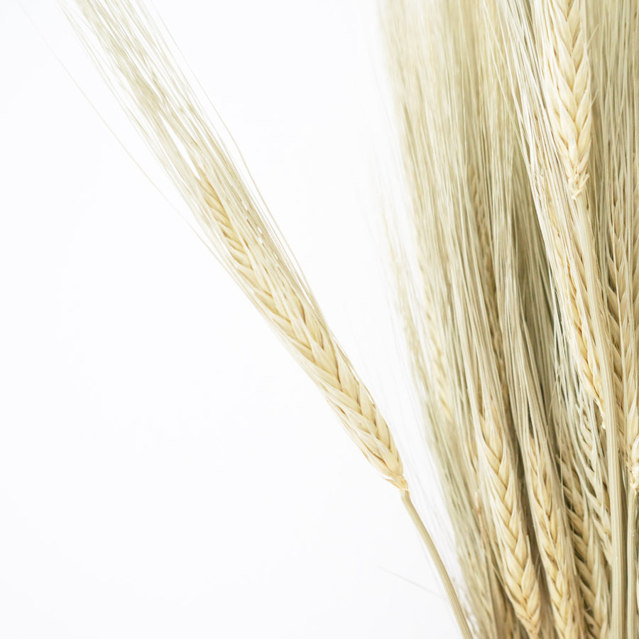 Dried Flowers - Barley