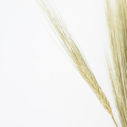 Dried Flowers - Barley