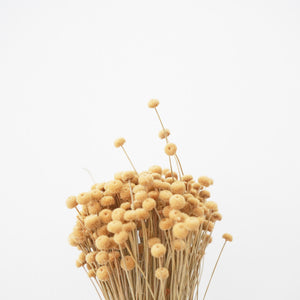 Dried Flowers - Boton Mini