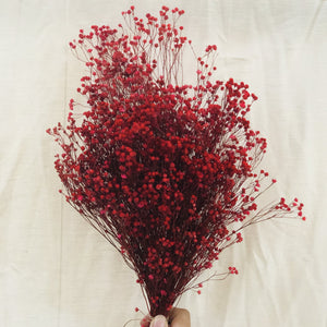 Dried Flowers - Bloom Broom Bunch, Red