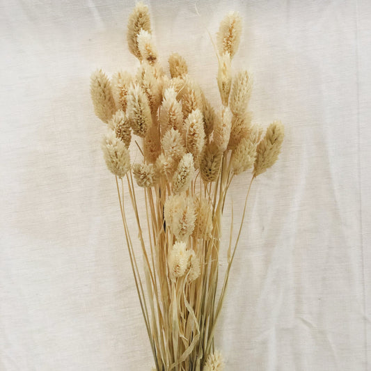 Dried Flowers - Phalaris White / زهور