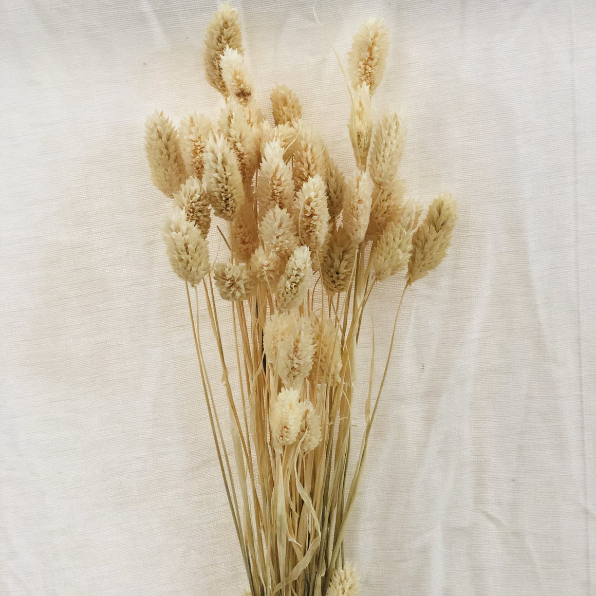 Dried Flowers - Phalaris White / زهور