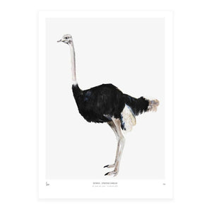 Ostrich Print Unframed by My Deer