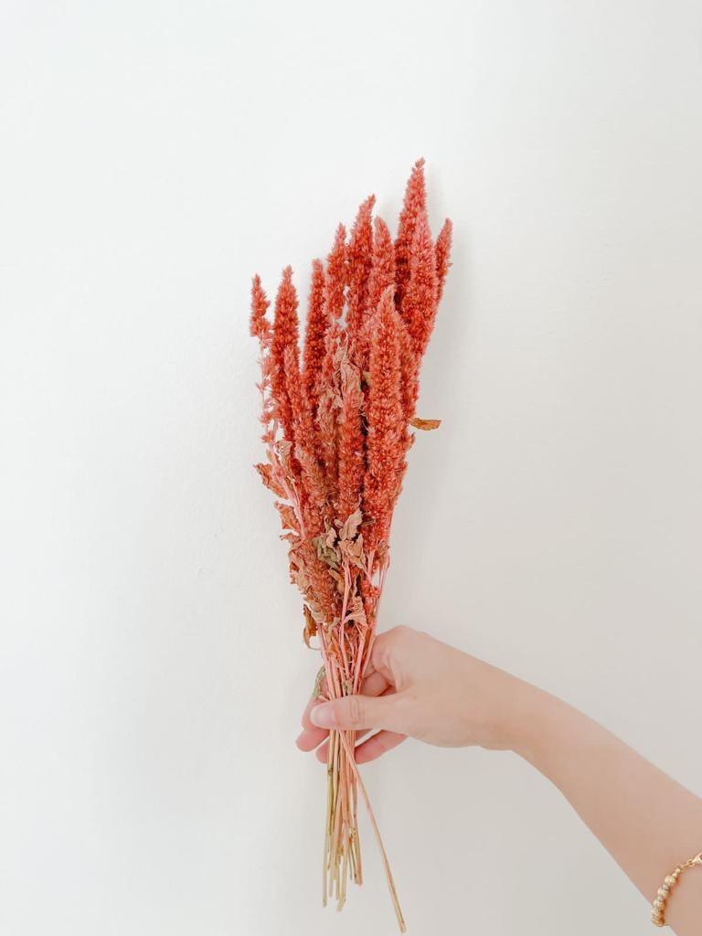 Dried Flowers - Amaranthus Pink