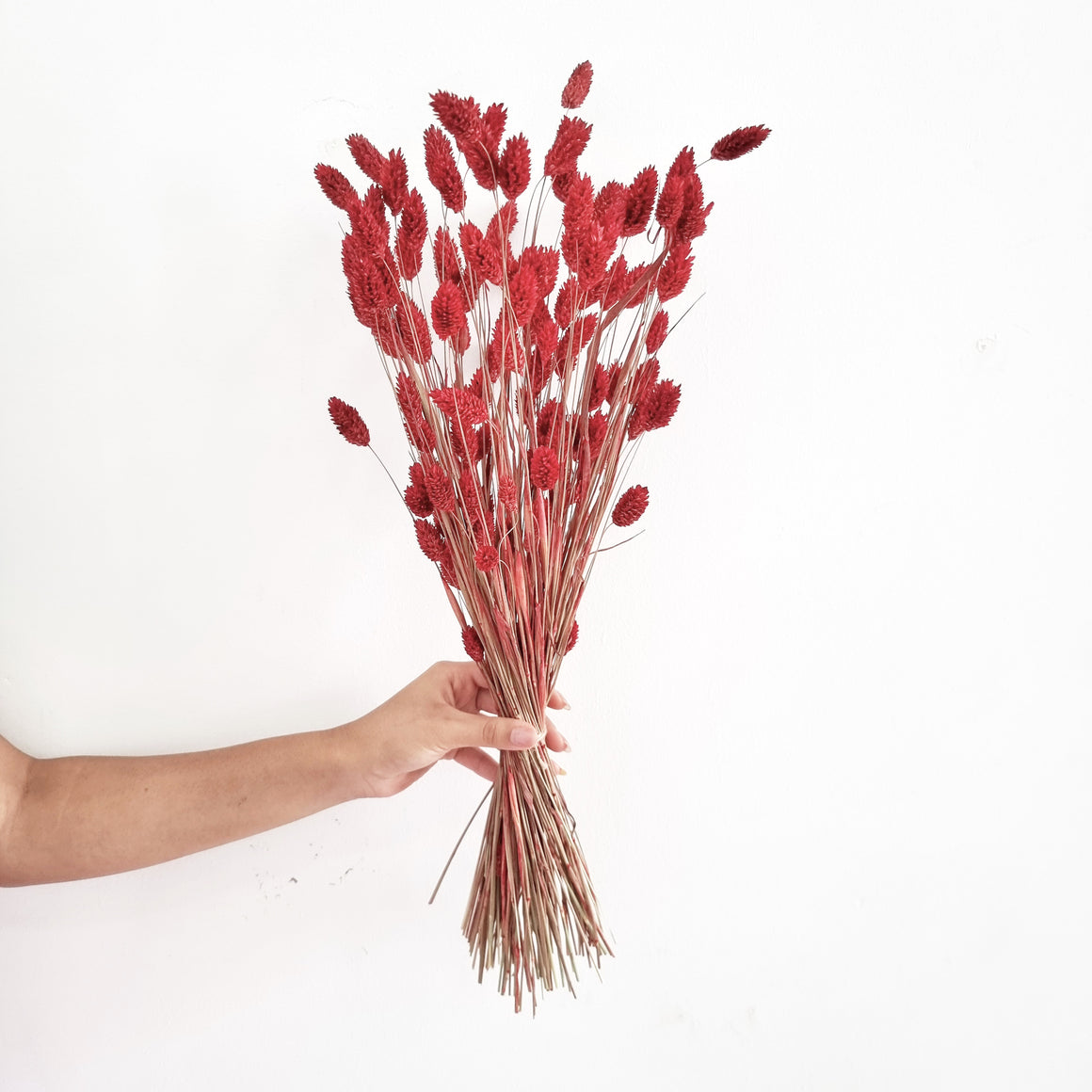 Dried Flowers - Phalaris Red / زهور