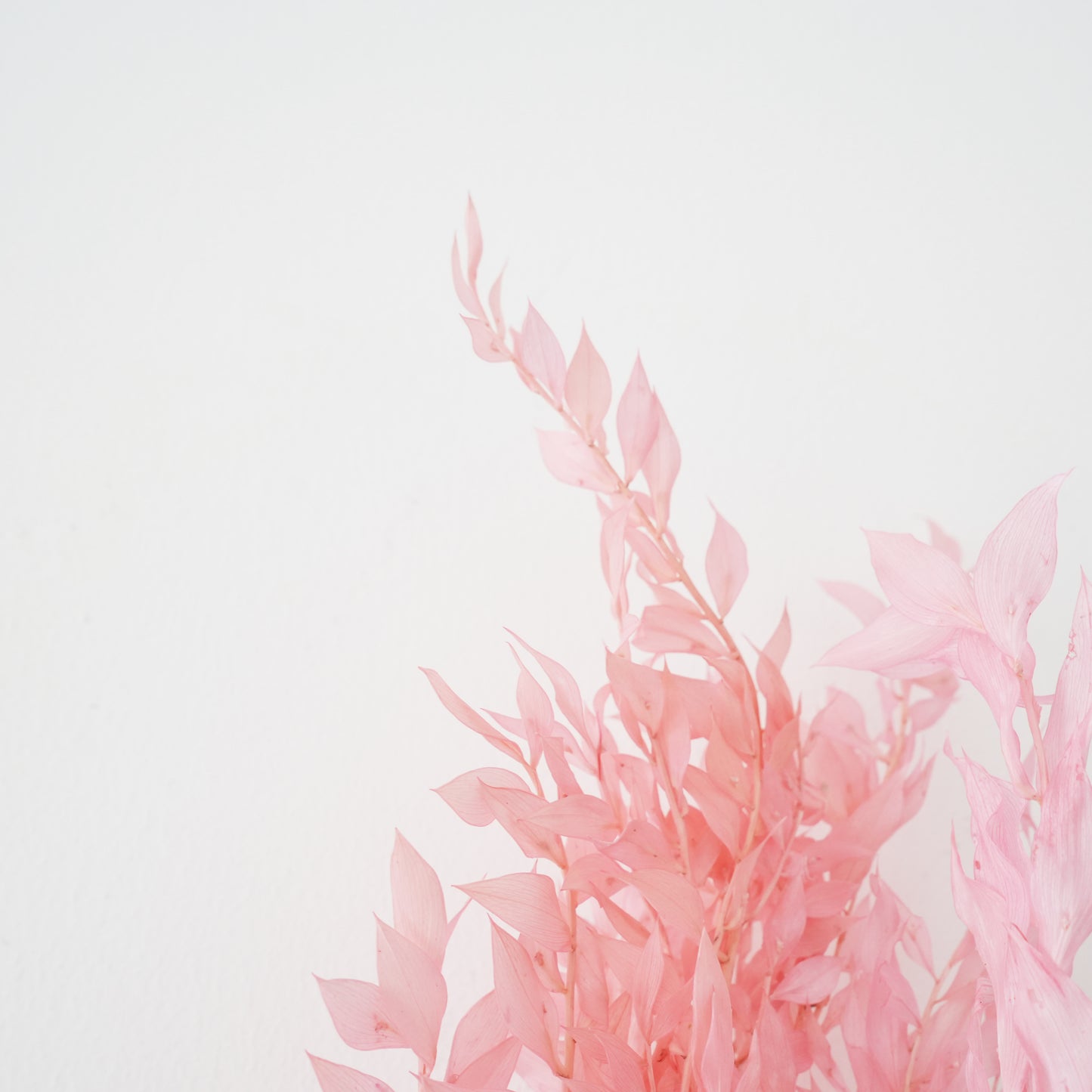 Dried Flowers - Ruscus (Pink) / زهور