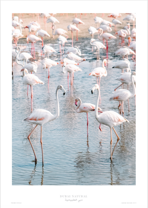 Dubai Natural Framed Print, Oak - Flamingos / طباعة