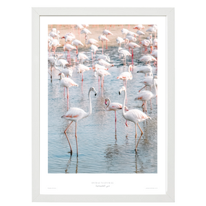 Dubai Natural Framed Print, White - Flamingos / طباعة