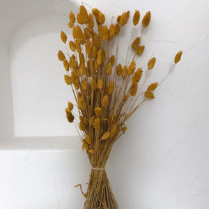 Dried Flowers - Phalaris Yellow / زهور