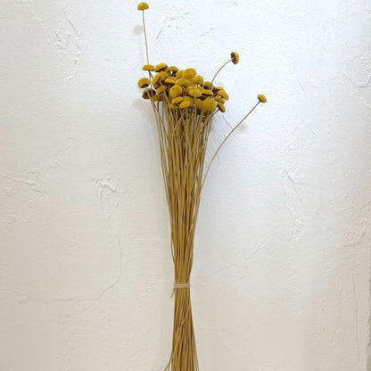 Dried Flowers -  Botao