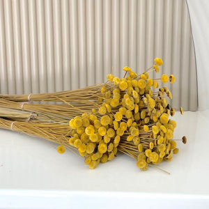 Dried Flowers -  Botao