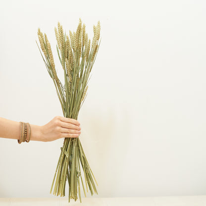 Dried Flowers - Wheat / زهور