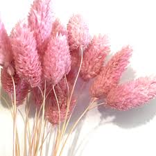 Dried Flowers - Phalaris Pink / زهور