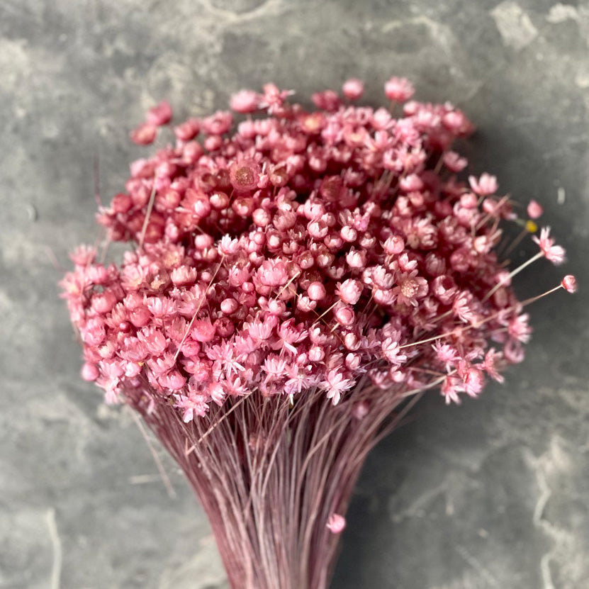 Dried Flowers - Marcela Pink /زهور