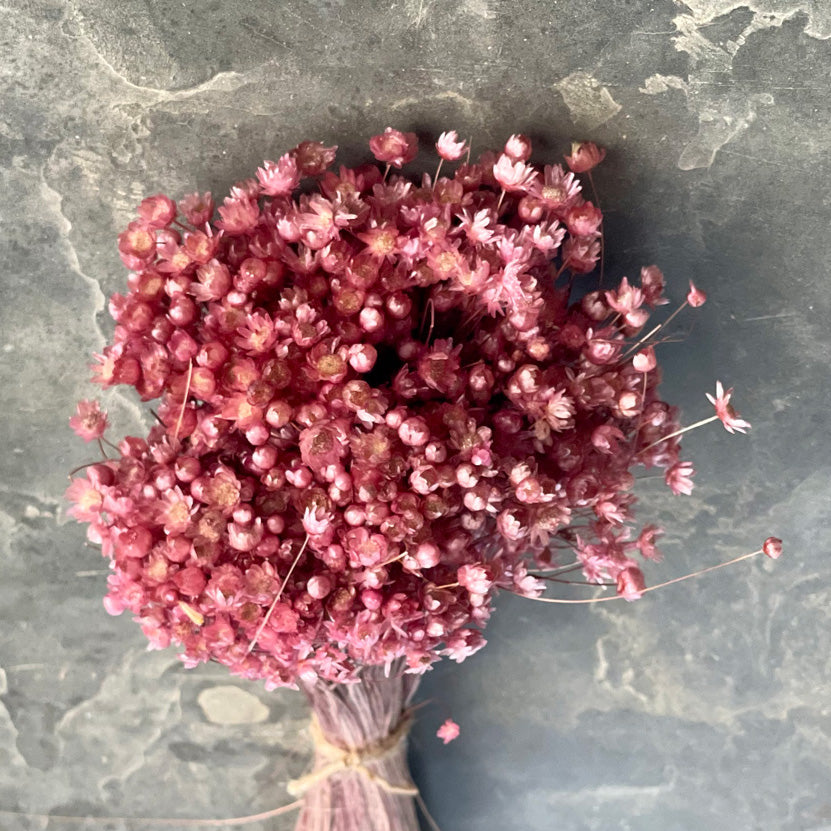 Dried Flowers - Marcela Pink /زهور